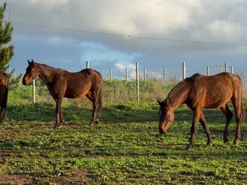 Parcela en venta  en FLORIDA