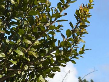 Parcela en venta  en FLORIDA