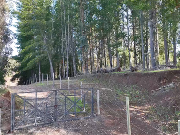 EN VENTA TERRENO AGRÍCOLA LAS ÑIPAS, YUMBEL  12,43 HA
