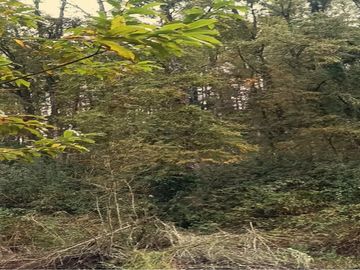 Inversión en Terreno: Refugio Natural en Vilcún