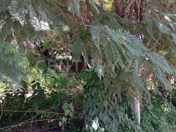 VENTA TERRENO ARBOLADO SAN JUAN CUAUTLANCINGO CENTRO
