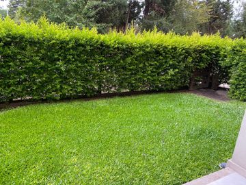 Alquiler dto jardin condo Tortugas IIGarin Escobar