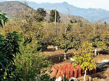 Parcela en venta de 2 hectáreas,  productiva, en El Melón, Nogales. 15.350 UF.