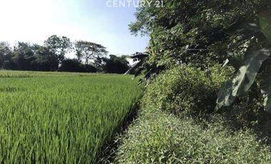Dijual Tanah Strategis Subur Akses Mudah Di Kasokandel Majalengka