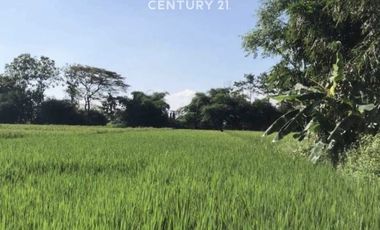 Dijual Tanah Strategis Subur Akses Mudah Di Kasokandel Majalengka