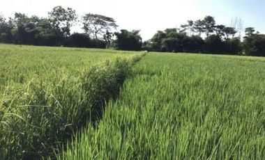 Dijual Tanah Strategis Subur Akses Mudah Di Kasokandel Majalengka
