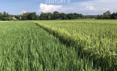 Dijual Tanah Strategis Subur Akses Mudah Di Kasokandel Majalengka