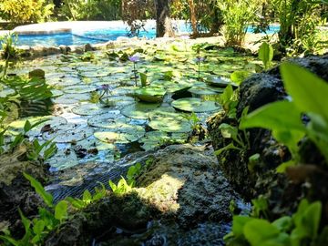Terreno Multifamiliar 1761 m2, cenote, gym, parques, en venta, Selvamar
