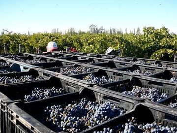 Finca 14 ha con bodega boutique- San Rafael -Mendoza
