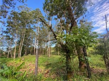 VENDO LOTE DE 2900 M2 A SEGREGAR DE FINCA MADRE VOLCAN