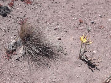 Lote en Barrio Privado Las Marías del Valle  -  a metros del Aeropuerto Chapelco. 1500 mts2 terreno plano con excelentes vistas.