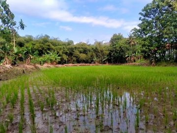 Tanah Kapling Klaten; Permata Juwiring 600rb-an /m2