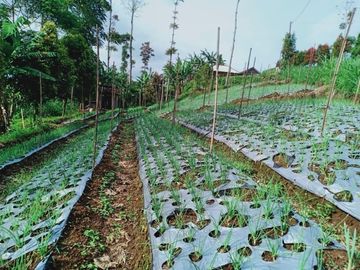 Dijual Tanah Kemuning Ngargoyoso Karanganyar