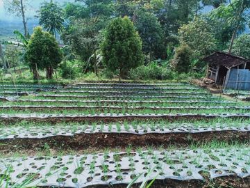 Dijual Tanah Kemuning Ngargoyoso Karanganyar