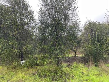 Vendo parcela en Fundo Los Olivos