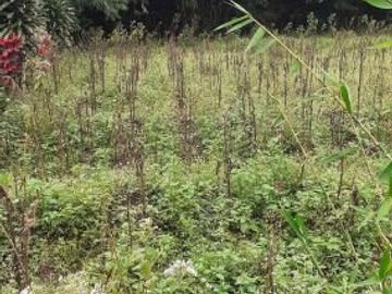 Tanah Dijual Cepat di Jatinangor