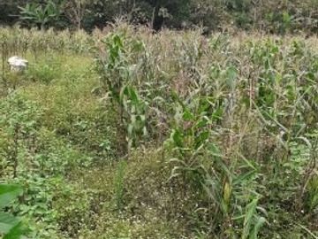 Tanah Dijual Cepat di Jatinangor