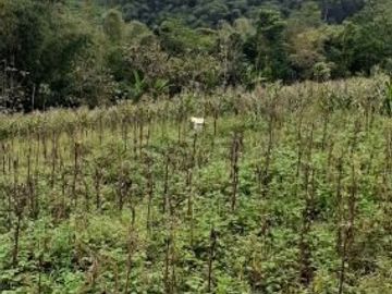 Tanah Dijual Cepat di Jatinangor