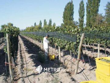 Finca en San Rafael ,  Cuadro Benegas