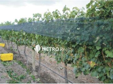 Finca en San Rafael ,  Cuadro Benegas