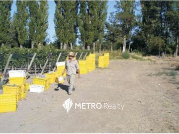 Finca en San Rafael ,  Cuadro Benegas
