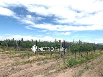 Finca en San Rafael ,  Cuadro Benegas
