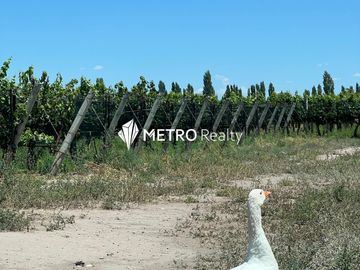 Finca en San Rafael ,  Cuadro Benegas