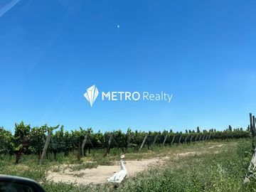 Finca en San Rafael ,  Cuadro Benegas