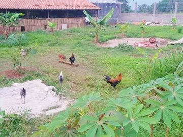 Rumah DiJual Plus Peternakan Burung Dan Empang Di Pandeglang Banten