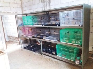 Rumah DiJual Plus Peternakan Burung Dan Empang Di Pandeglang Banten