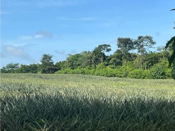 VENTA CASA CON TERRENO EN LA CHORRERA CERRO CAMA