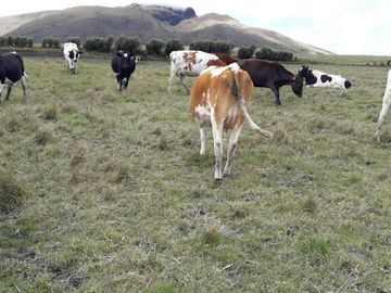 OPORTUNIDAD INVERSIONISTA VENDO HERMOSA HACIENDA en CARCHI 683 Has