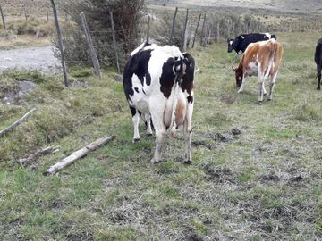 OPORTUNIDAD INVERSIONISTA VENDO HERMOSA HACIENDA en CARCHI 683 Has