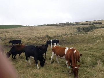 OPORTUNIDAD INVERSIONISTA VENDO HERMOSA HACIENDA en CARCHI 683 Has