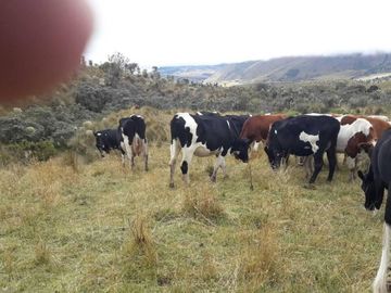 OPORTUNIDAD INVERSIONISTA VENDO HERMOSA HACIENDA en CARCHI 683 Has