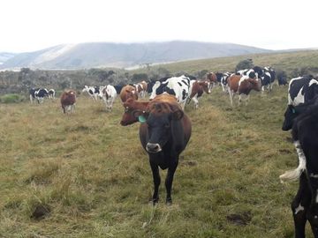 OPORTUNIDAD INVERSIONISTA VENDO HERMOSA HACIENDA en CARCHI 683 Has