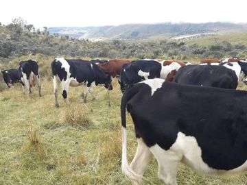 OPORTUNIDAD INVERSIONISTA VENDO HERMOSA HACIENDA en CARCHI 683 Has