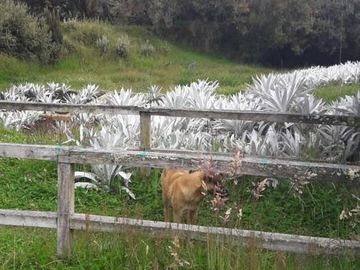 OPORTUNIDAD INVERSIONISTA VENDO HERMOSA HACIENDA en CARCHI 683 Has