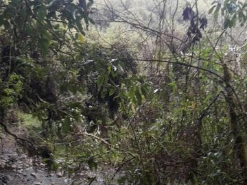 OPORTUNIDAD INVERSIONISTA VENDO HERMOSA HACIENDA en CARCHI 683 Has