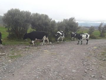 OPORTUNIDAD INVERSIONISTA VENDO HERMOSA HACIENDA en CARCHI 683 Has