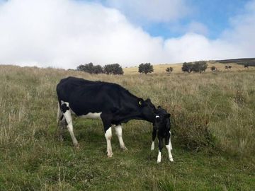 OPORTUNIDAD INVERSIONISTA VENDO HERMOSA HACIENDA en CARCHI 683 Has