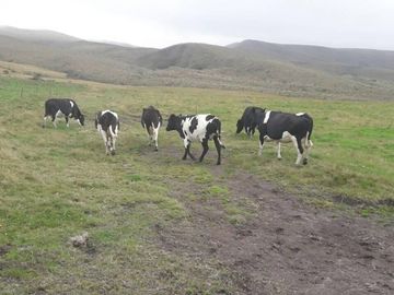 OPORTUNIDAD INVERSIONISTA VENDO HERMOSA HACIENDA en CARCHI 683 Has