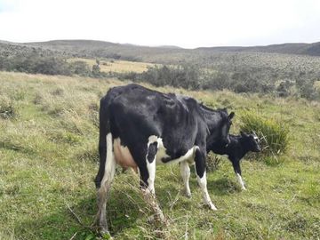 OPORTUNIDAD INVERSIONISTA VENDO HERMOSA HACIENDA en CARCHI 683 Has