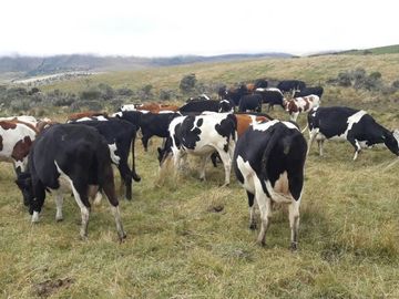 OPORTUNIDAD INVERSIONISTA VENDO HERMOSA HACIENDA en CARCHI 683 Has