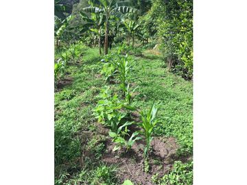 VENTA FINCA IBAGUE