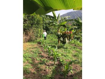 VENTA FINCA IBAGUE