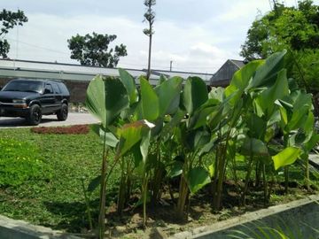 Bale Luhur dengan Design Menarik , Investasi menjanjikan