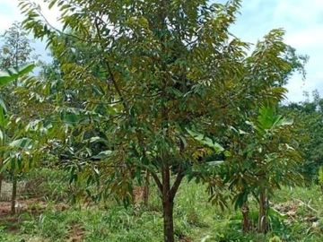Dijual Tanah Kebun Durian Mojogedang Karanganyar