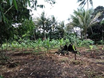 Di Jual cepat Tanah murah dekat Polsek Cisauk - Cibogo, Tangerang.