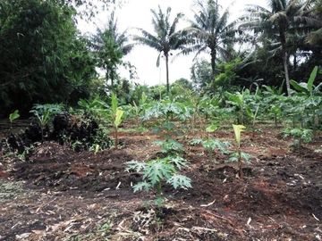 Di Jual cepat Tanah murah dekat Polsek Cisauk - Cibogo, Tangerang.